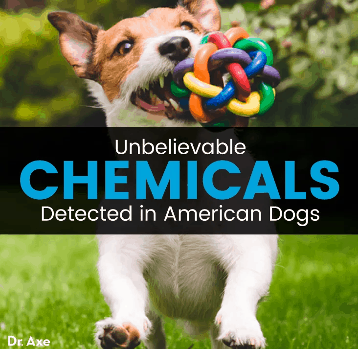 Chemicals in dogs - Dr. Axe