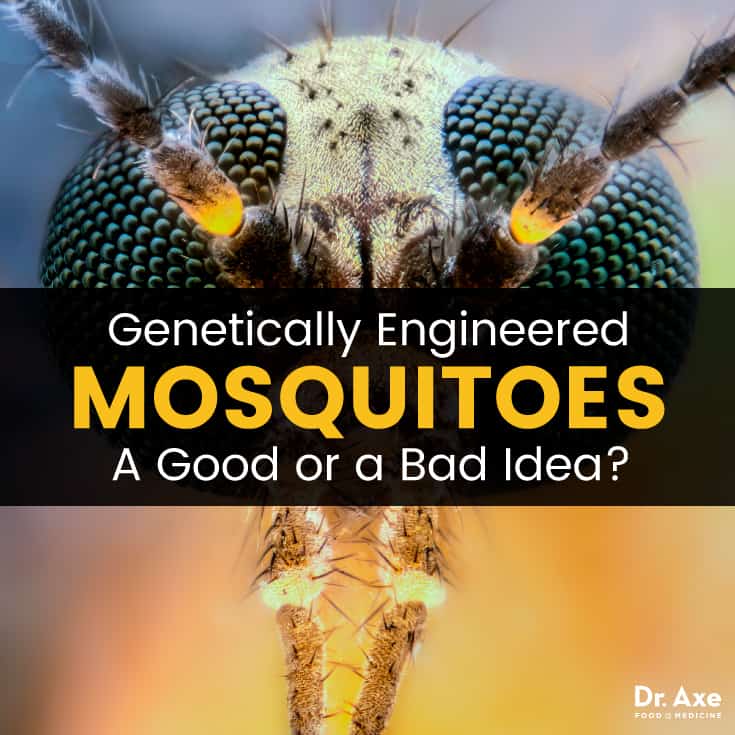 Genetically modified mosquitoes - Dr. Axe
