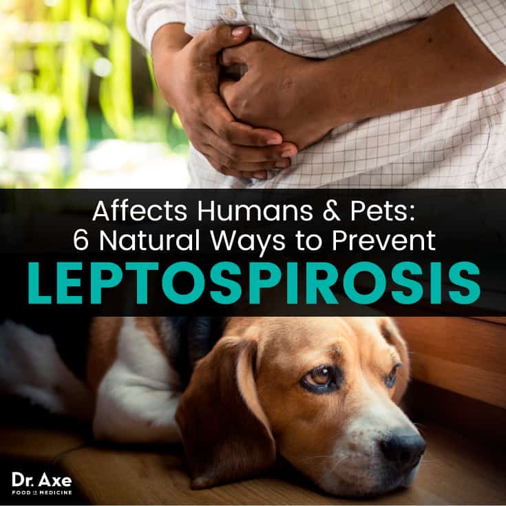Leptospirosis - Dr. Axe