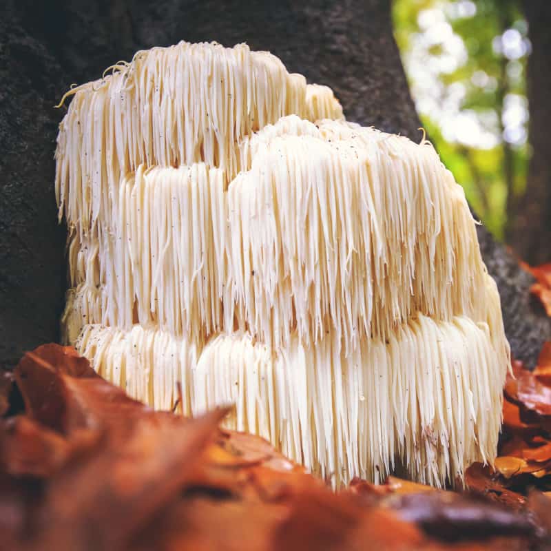 Lion's Mane Mushroom Benefits, Uses, Recipes and Side Effects - Dr. Axe