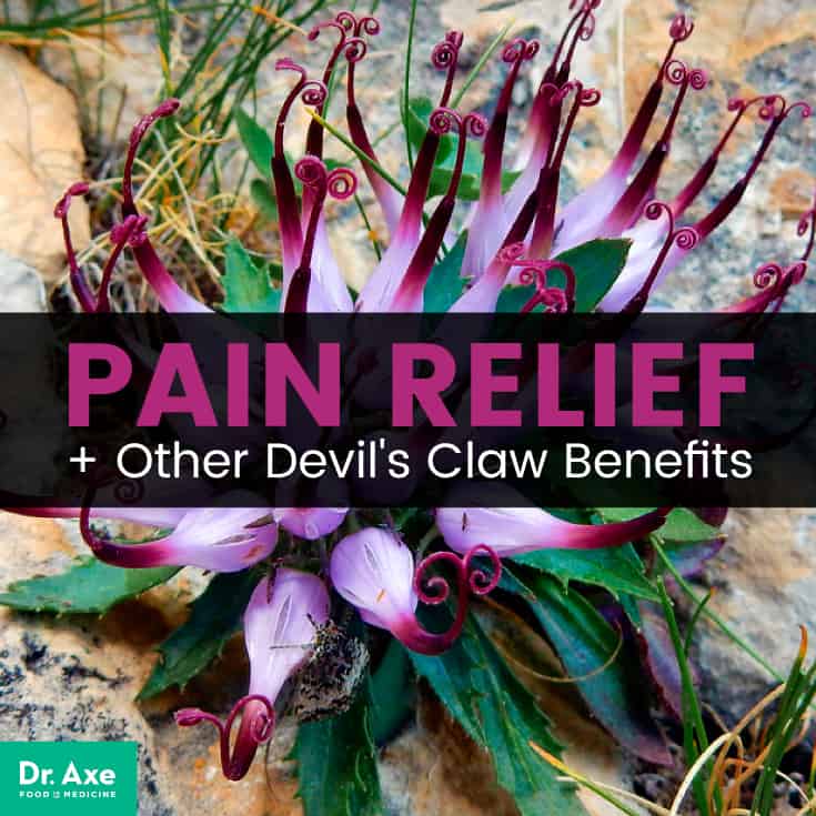 Devils claw benefits - Dr. Axe