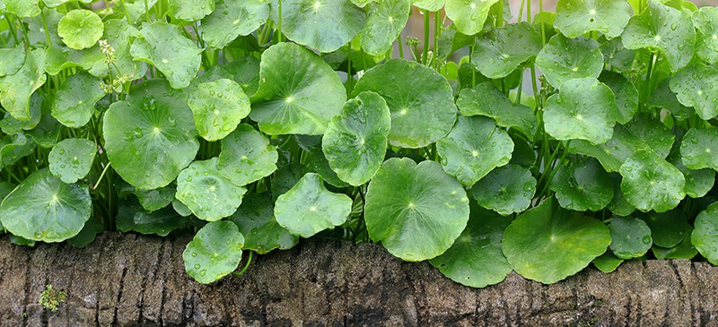 Gotu Kola May Help Boost Your Memory & Mood + Other Benefits - Dr. Axe