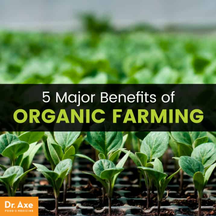 Organic Farming 5 Major Benefits (Plus, Can It Really Feed the World