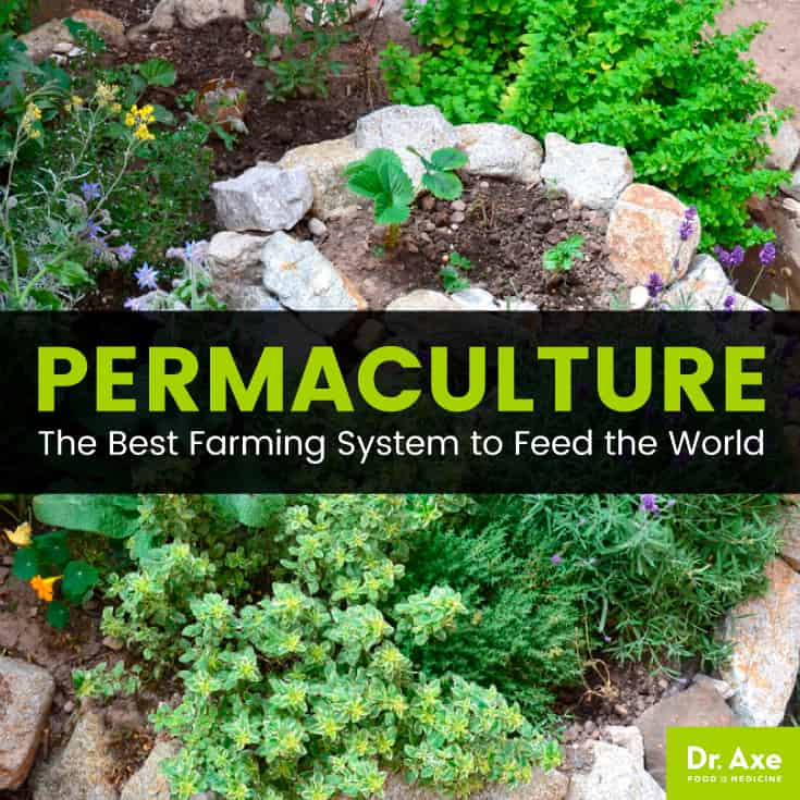 Permaculture - Dr. Axe