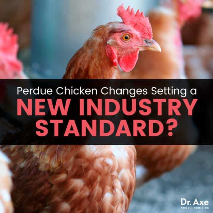 Perdue Chicken Changes Setting a New Industry Standard? Dr. Axe