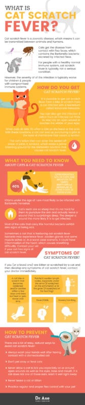 Cat Scratch Fever: See Your Doctor + Find Natural Relief - Dr. Axe