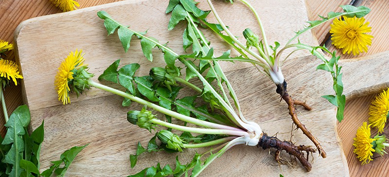 Dandelion Root Benefits Uses And Side Effects Dr Axe