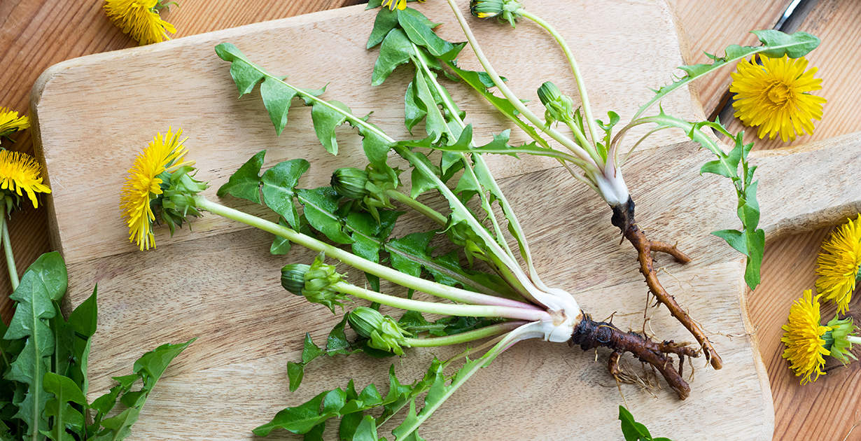 Dandelion Root Benefits, Uses and Side Effects - Dr. Axe