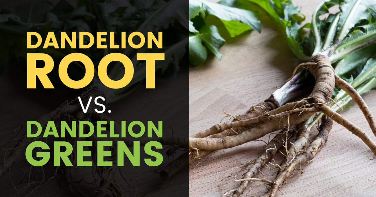 Dandelion Root vs. Dandelion Greens