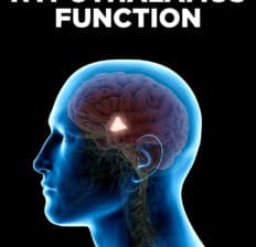 Hypothalamus function - Dr. Axe