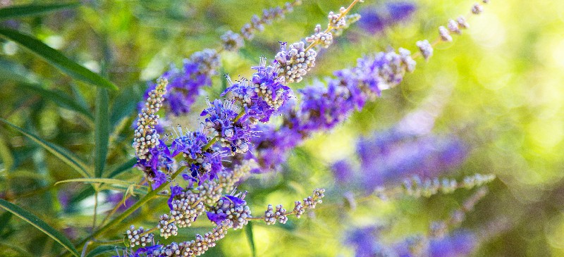 Vitex Benefits Side Effects and Dosage Recommendations