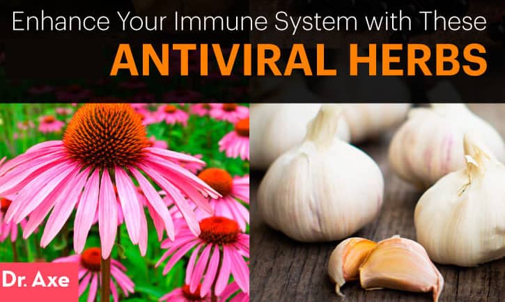 Antiviral herbs - Dr. Axe