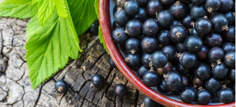 Black Currant Benefits, Nutrition, Uses, History and Recipes - Dr. Axe