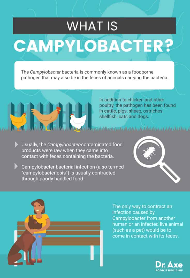 What is campylobacter? - Dr. Axe