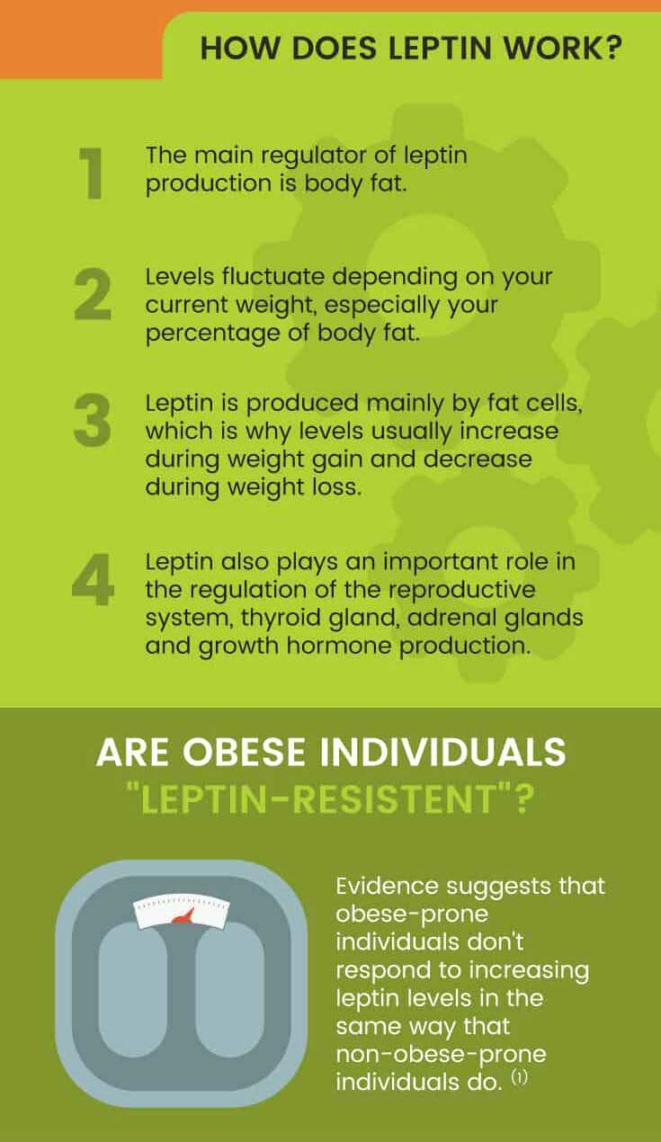 Leptin - Dr. Axe
