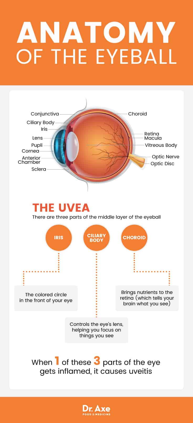 Uveitis & anatomy of the eyeball - Dr. Axe