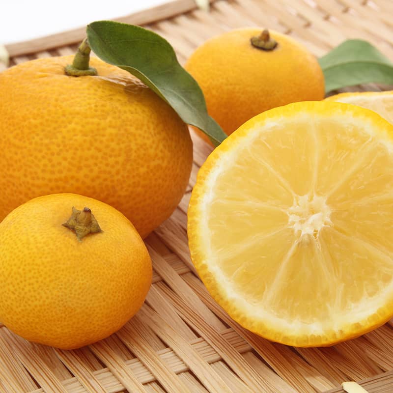 Yuzu  Description, Banned Fruits, Uses, & Health Benefits
