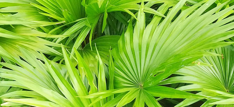 Saw Palmetto Benefits for the Prostate and Hair Loss