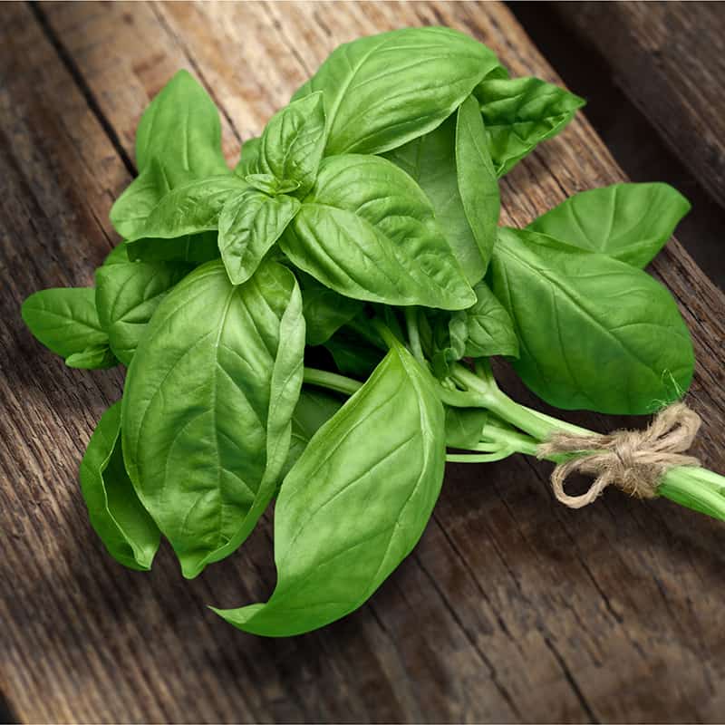Slagter Jane Austen elasticitet Benefits of Basil (Plus Uses, Recipes, Nutrition and Side Effects) - Dr. Axe