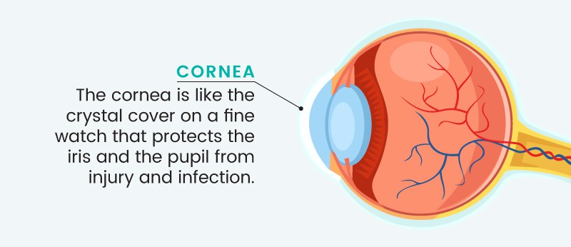 Corneal ulcer: what is a cornea? - Dr. Axe