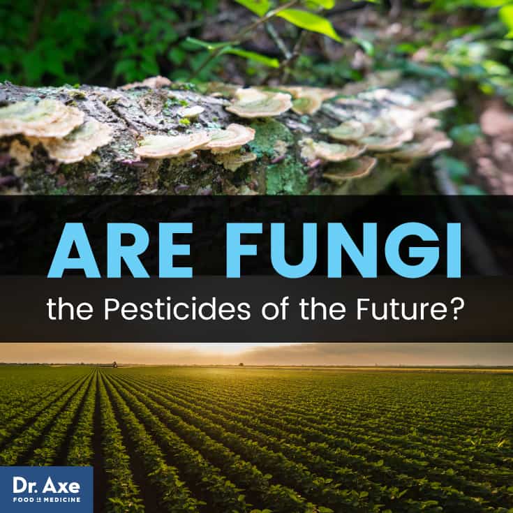 Fungi as pesticides - Dr. Axe