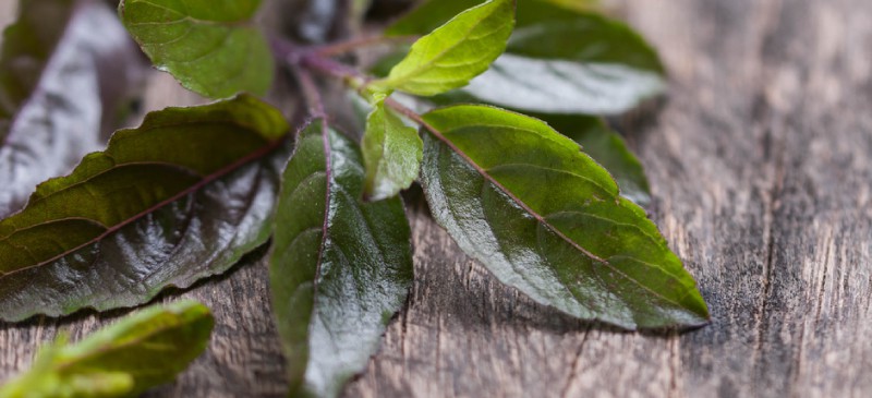 Holy basil benefits - Dr. Axe