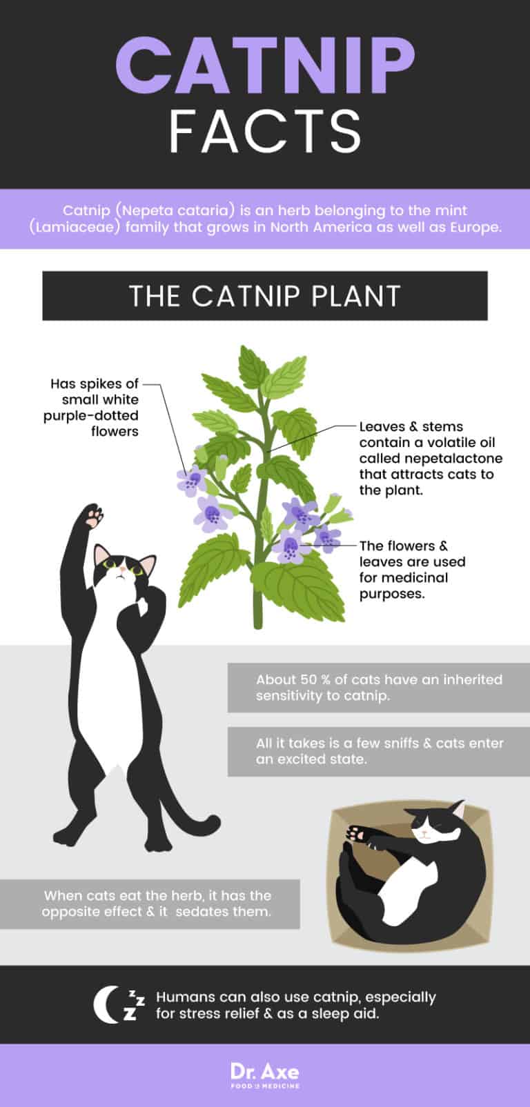 Catnip Why Your Cat Loves It 4 Human Uses Dr Axe