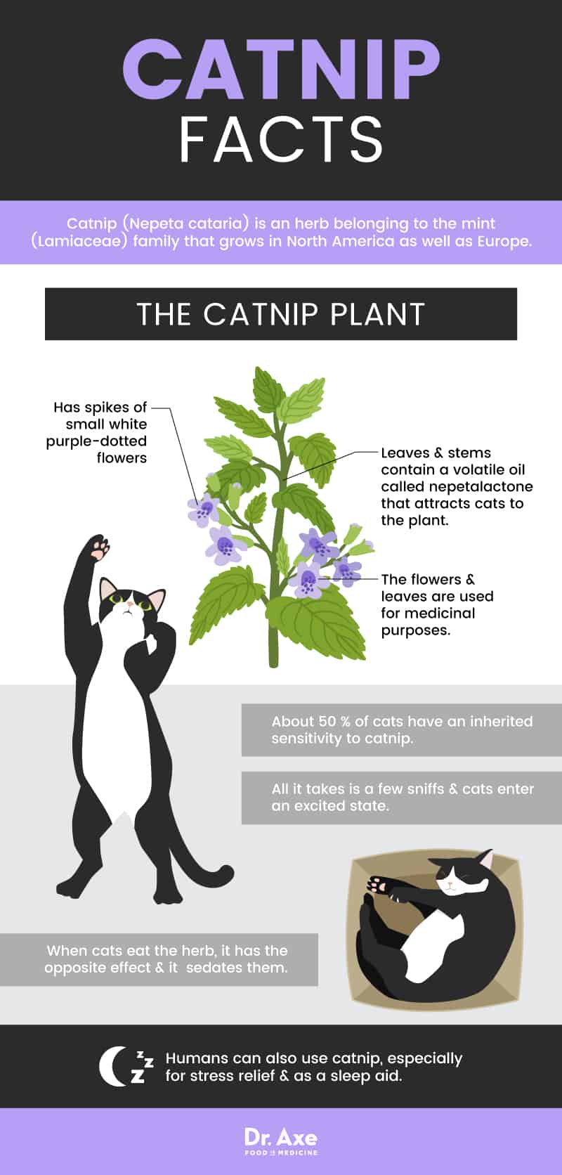 Catnip Facts - Dr Axe