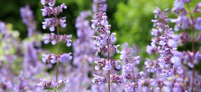 Αποτέλεσμα εικόνας για catnip flowers