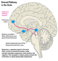 What Sugar Does to Your Brain - Dr. Axe