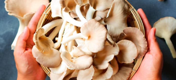 Oyster Mushrooms Benefits, Nutrition And How To Cook - Dr. Axe