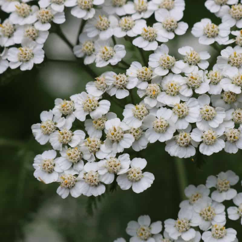 Yarrow Uses, Health Benefits, Side Effects and Interactions - Dr. Axe