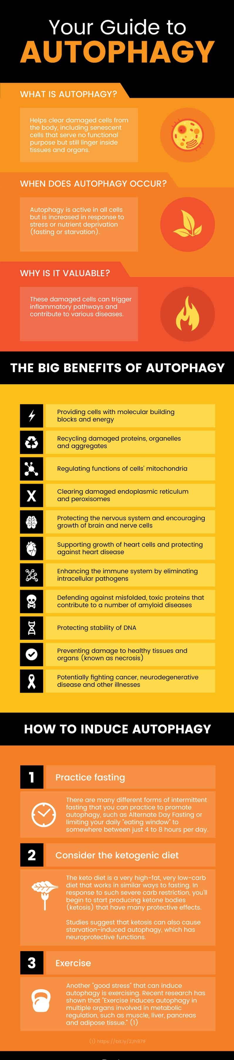 Guide to autophagy - Dr. Axe