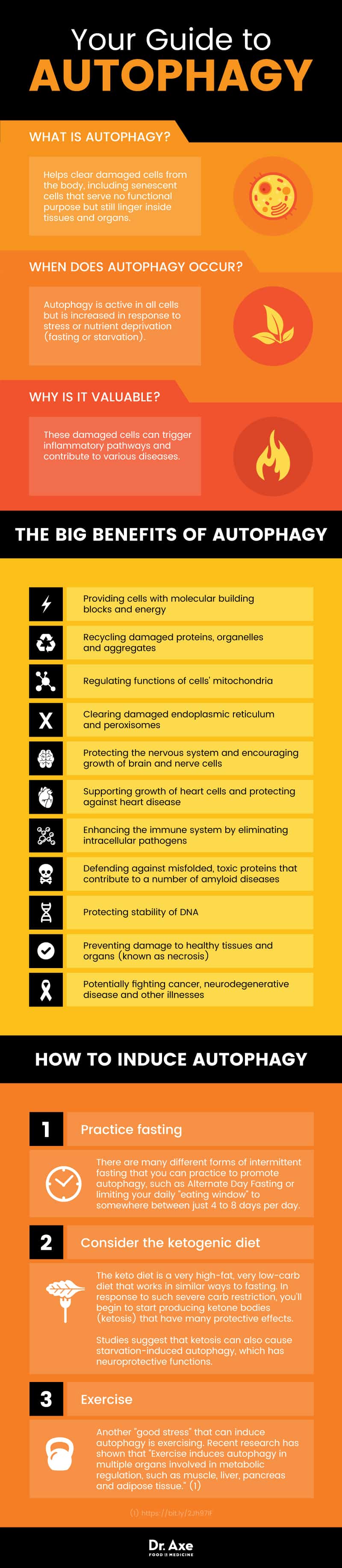 Guide to autophagy - Dr. Axe