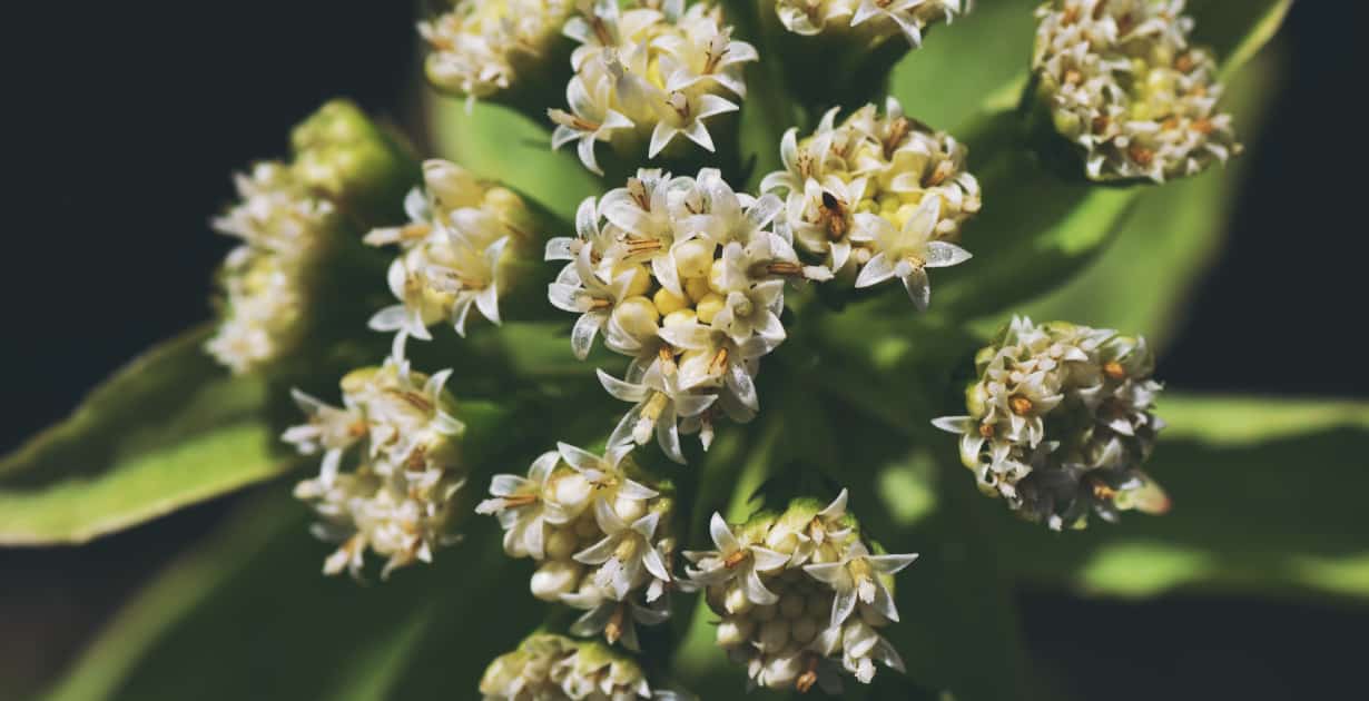 Butterbur The Herb that Relieves Allergies, Migraines & More Dr. Axe