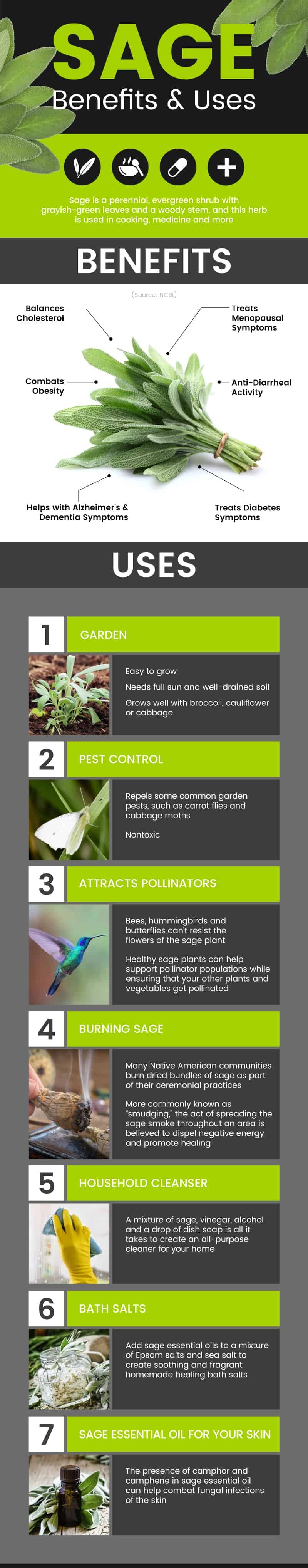 Sage benefits and uses - Dr. Axe