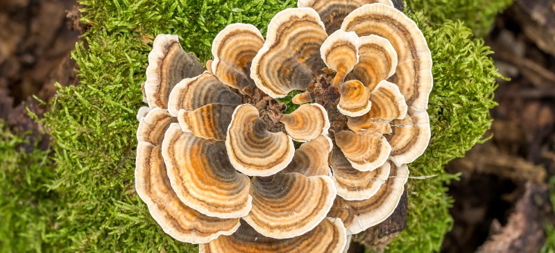Benefits of turkey tail mushrooms