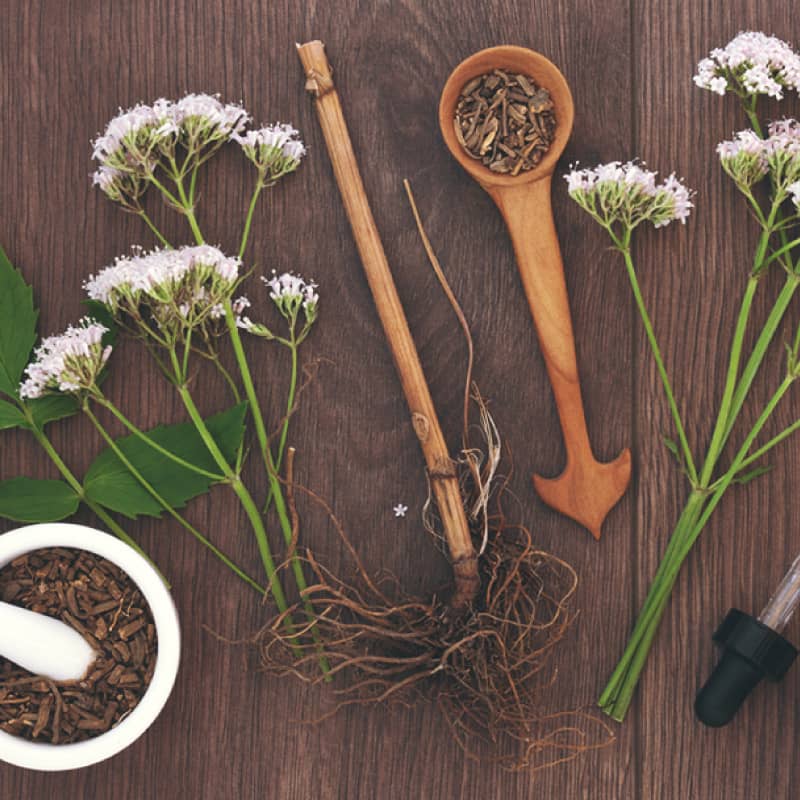 Valerian Root Benefits Uses Dosage And Side Effects Dr Axe