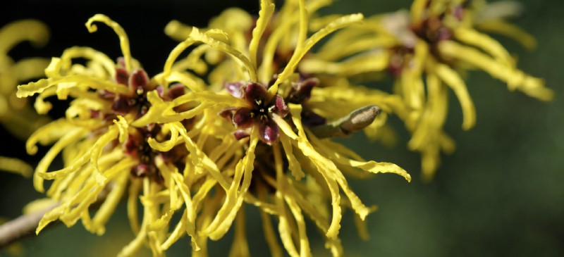 Witch hazel-for treating acne
