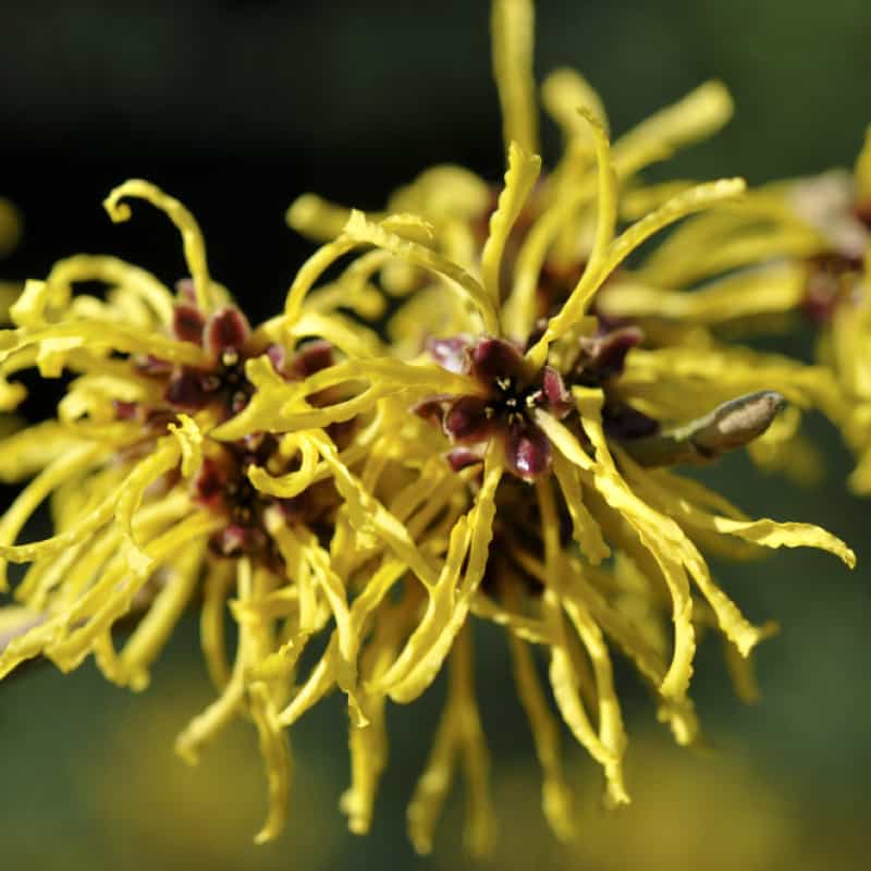 Witch Hazel Uses Benefits And Potential Side Effects Dr Axe