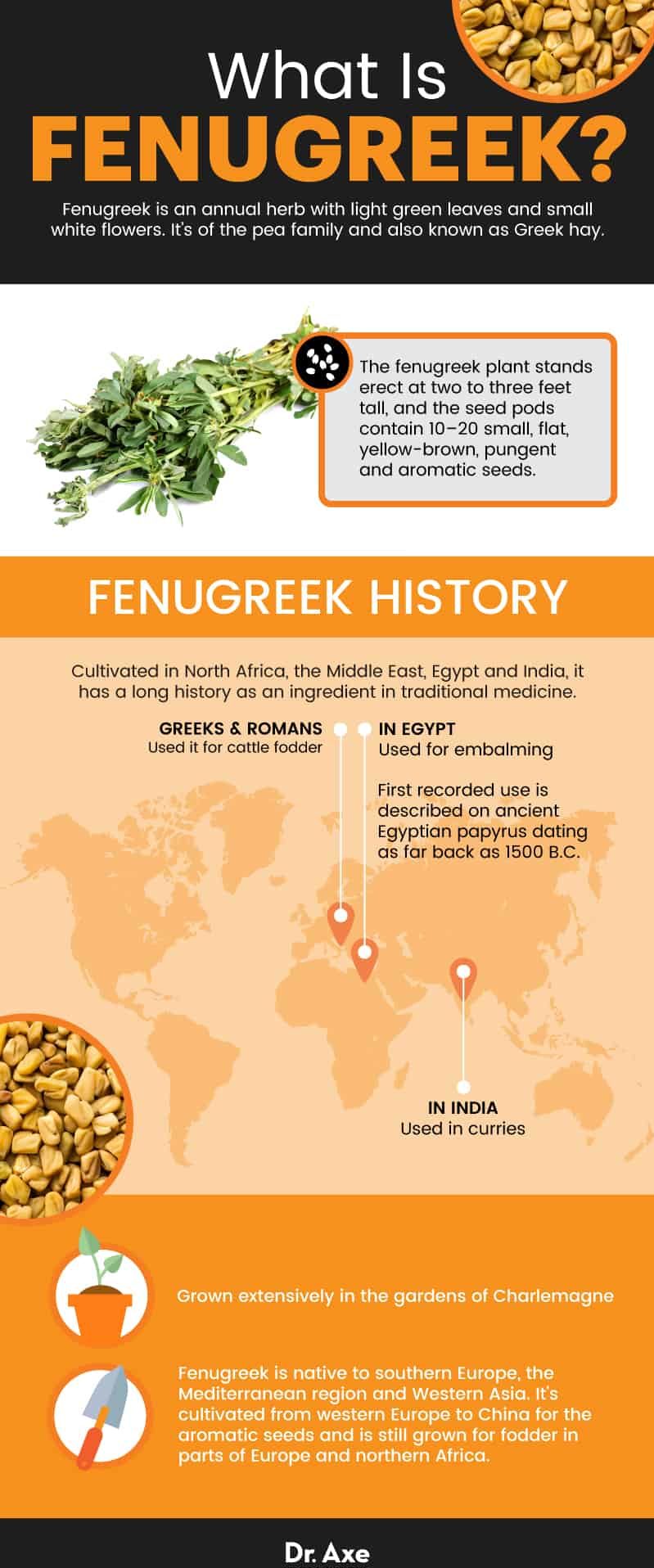 What is fenugreek? - Dr. Axe