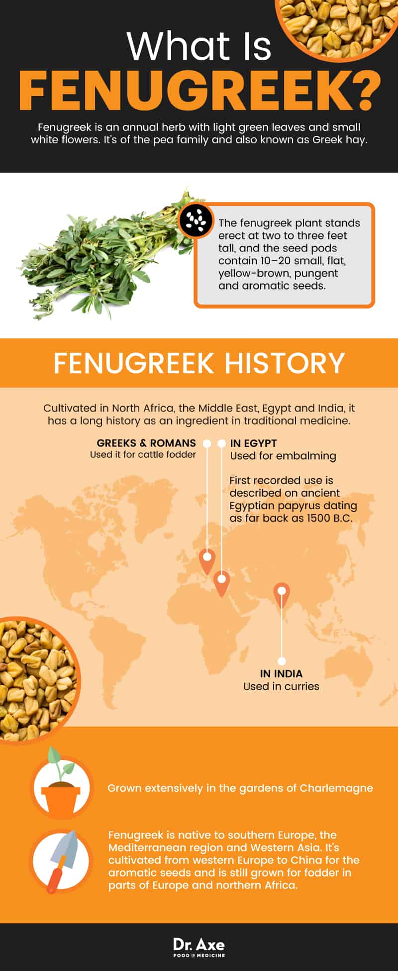 What is fenugreek? - Dr. Axe