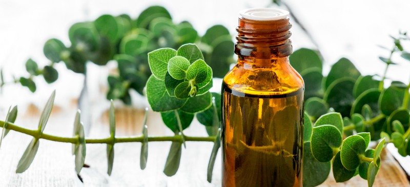 Eucalyptus oil benefits - Dr. Axe