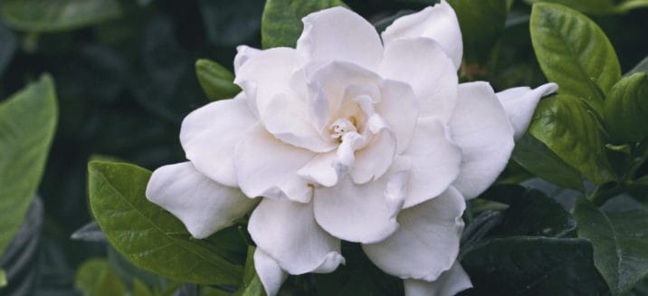 Top 6 Benefits of Gardenia Flowers & Gardenia Essential