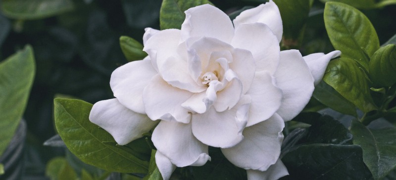 Top 9 Benefits of Gardenia Flowers & Gardenia Essential Oil - Dr. Axe