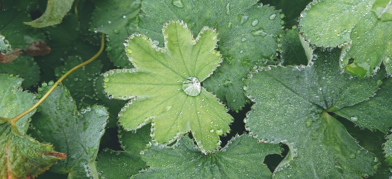 Lady's mantle - Dr. Axe
