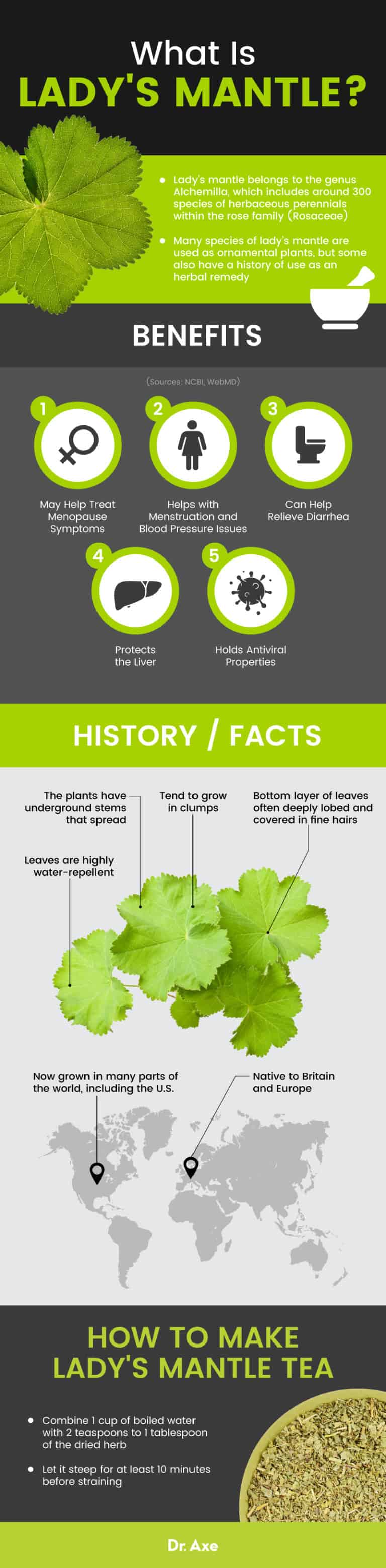 Lady's Mantle for Menstrual & Gastrointestinal Relief Dr. Axe