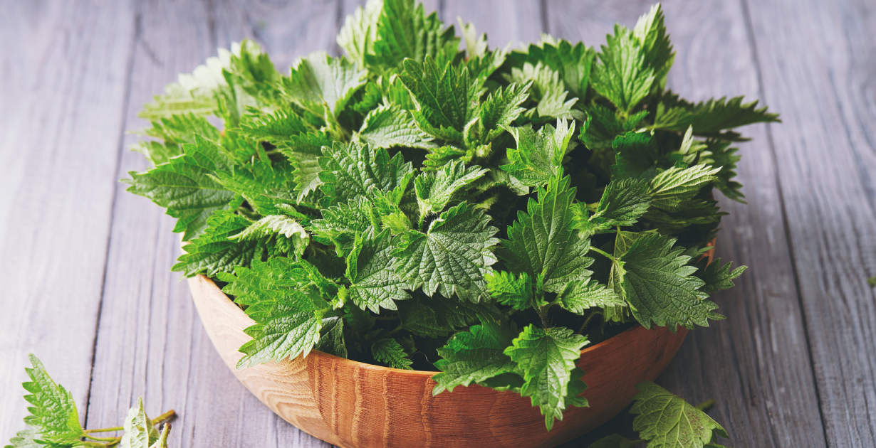 Stinging Nettle Uses 5 Remarkable Health Benefits Dr Axe Stinging Nettle Uses 5 Remarkable Health Benefits Dr Axe