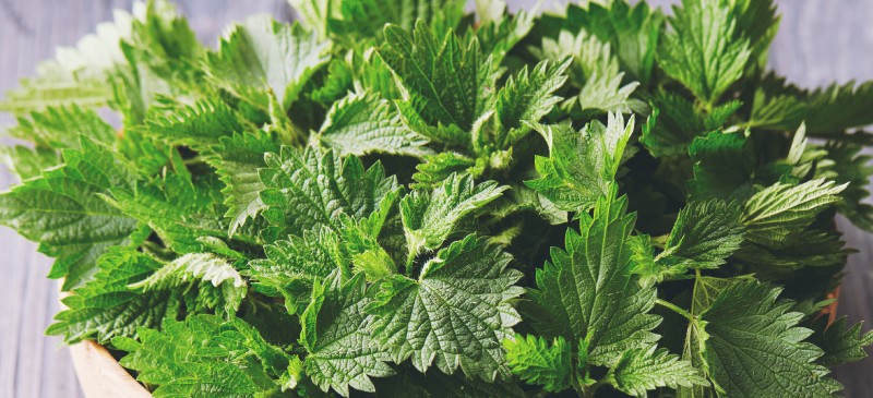 Fermented stinging nettle tea - recipe and steps to prepare and use it