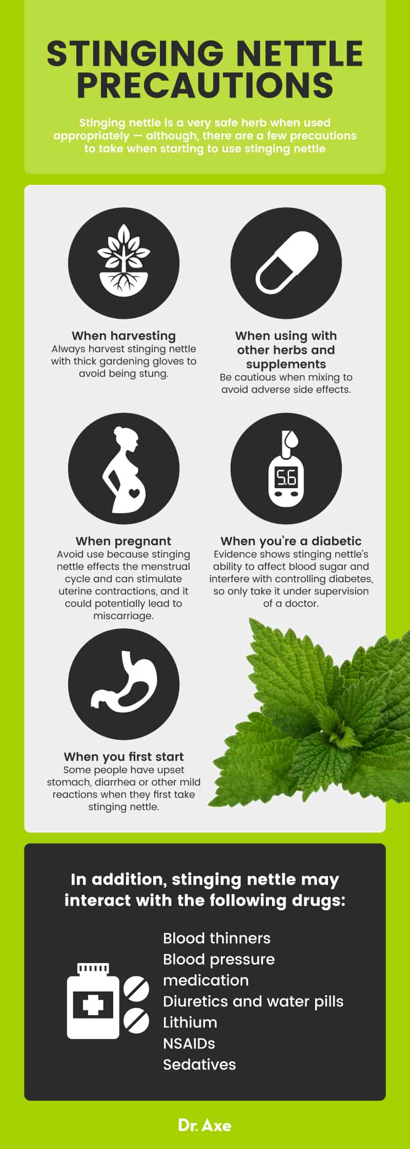 Stinging nettle precautions - Dr. Axe